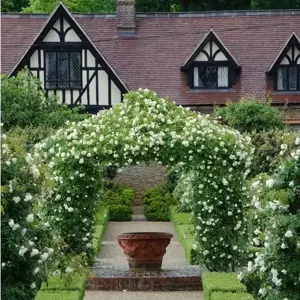 Rose 'Albéric Barbier' - RAM